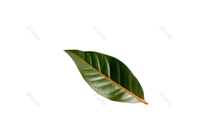 叶子图片,形状元素,清新PNG,摄影免抠素材